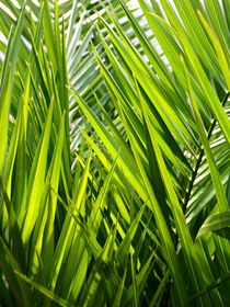 Palmblätter von pichris