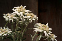EDELweiss by pichris