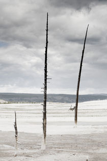 Three Dead Trees in Barren Landscape. von Tom Hanslien