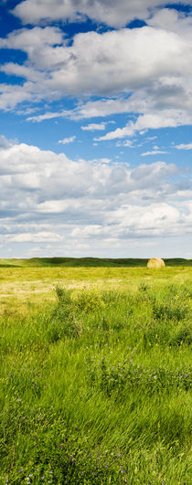 Hay-ball in a field in South Dakota, USA. by Tom Hanslien