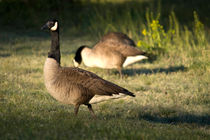 A Goose Looks Out Over a Field at Sunrise