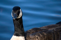 Goose Close-Up