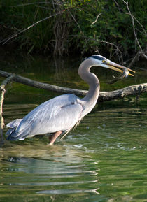 A Blue Heron Catches Lunch