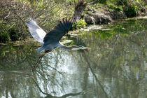 Blue Heron in Flight von Glen Fortner