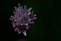 flower von emanuele molinari