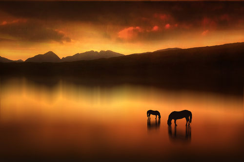The-horses-at-sunset