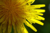 yellow flower by emanuele molinari