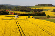 Gelbes Land von Wolfgang Dufner