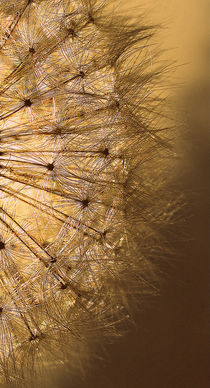 Golden  Dandelion Seedhead.. von rosanna zavanaiu