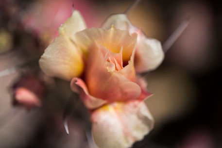M-kloth-pink-flower-0259