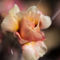 M-kloth-pink-flower-0259