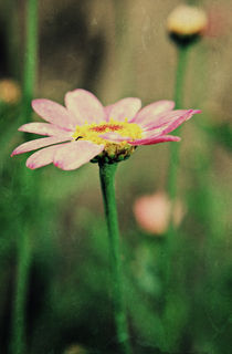 Pink Daisy by rosanna zavanaiu