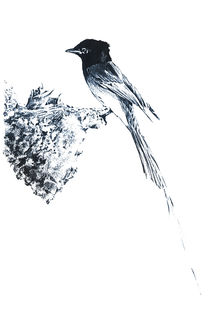 SWALLOWs NEST by Karin Russer