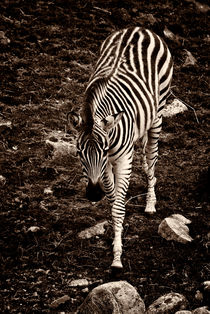 Burchell’s Zebra (Equus burchelli) von studio-toffa