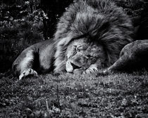 Lion (Panthera leo) by studio-toffa
