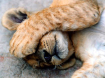 The Lion Sleeps von serenityphotography
