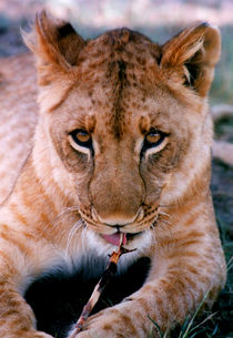 Coy Lion von serenityphotography