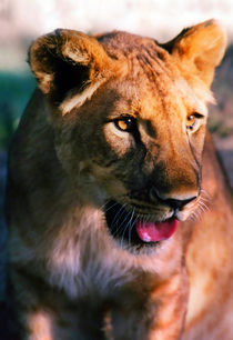 Panting Lion von serenityphotography