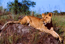 Lion Resting on Rock by serenityphotography