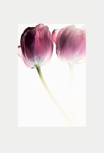 Tulips in fog von Robert  Perks