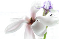 Magnolia and Iris by Robert  Perks