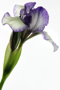 Iris by Robert  Perks