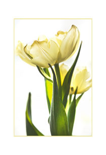 Yellow Tulip profile by Robert  Perks