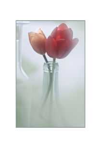 Tulips in a bottle by Robert  Perks