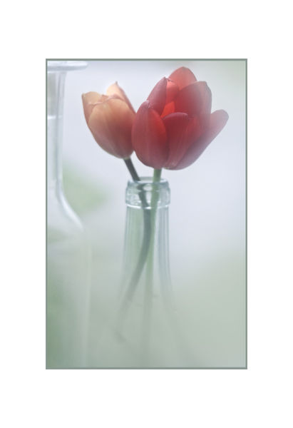 Tulips-in-a-bottle
