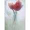 Tulips-in-a-bottle