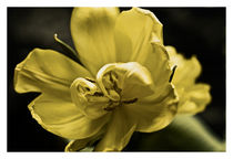Yellow Tulip von Robert  Perks