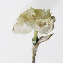 White Daffodil von Robert  Perks