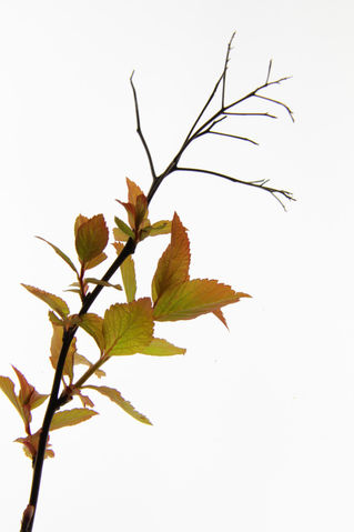 Leaf-twig