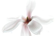 magnolia by Robert  Perks