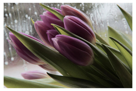 Mauve-tulips