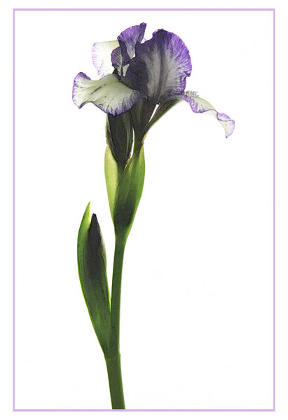 Purple-and-white-iris