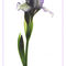 Purple-and-white-iris