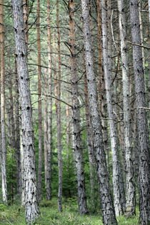 Wald von Jens Berger