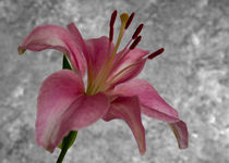 Pink Day Lily. by John Biggadike