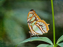Schmetterling - Tropical Butterfly by Helga Sevecke