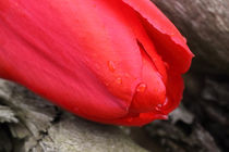 Tulpe - Tulip von ropo13
