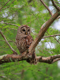 Whooo by Louise Heusinkveld