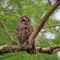Barred-owl0026