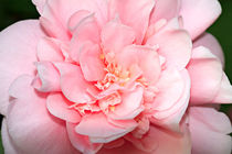 Pink Camellia by Louise Heusinkveld