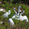 Great-egrets0047