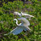 Great-egrets0049