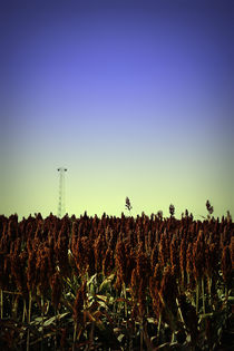 Sorghum Fields Forever  by Trish Mistric