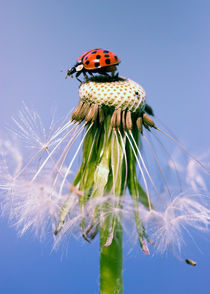 Marienkäfer Pusteblume - Ladybugs Dandelion von Falko Follert