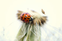 Marienkäfer Pusteblume - Ladybugs Dandelion by Falko Follert