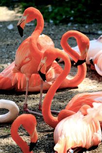 Flamingos by Bianca Baker